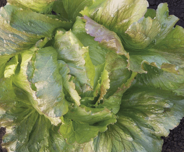 Hovedbilde Isbergsalat 'Red Iceberg' - lactuca