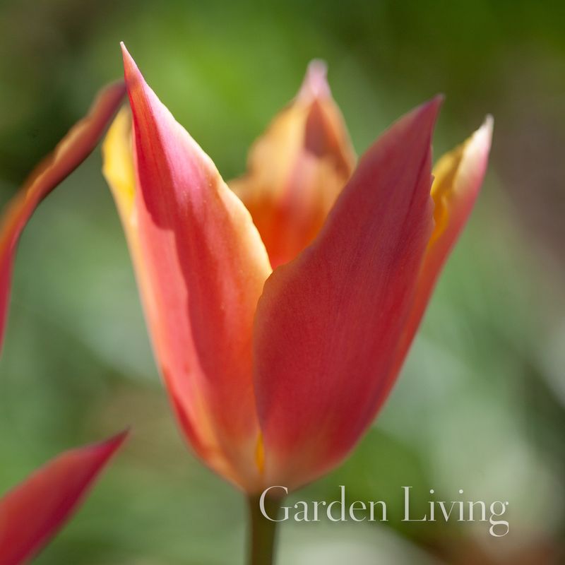 Tulipan 'Marianne', liljeblomstrende - 8 stk