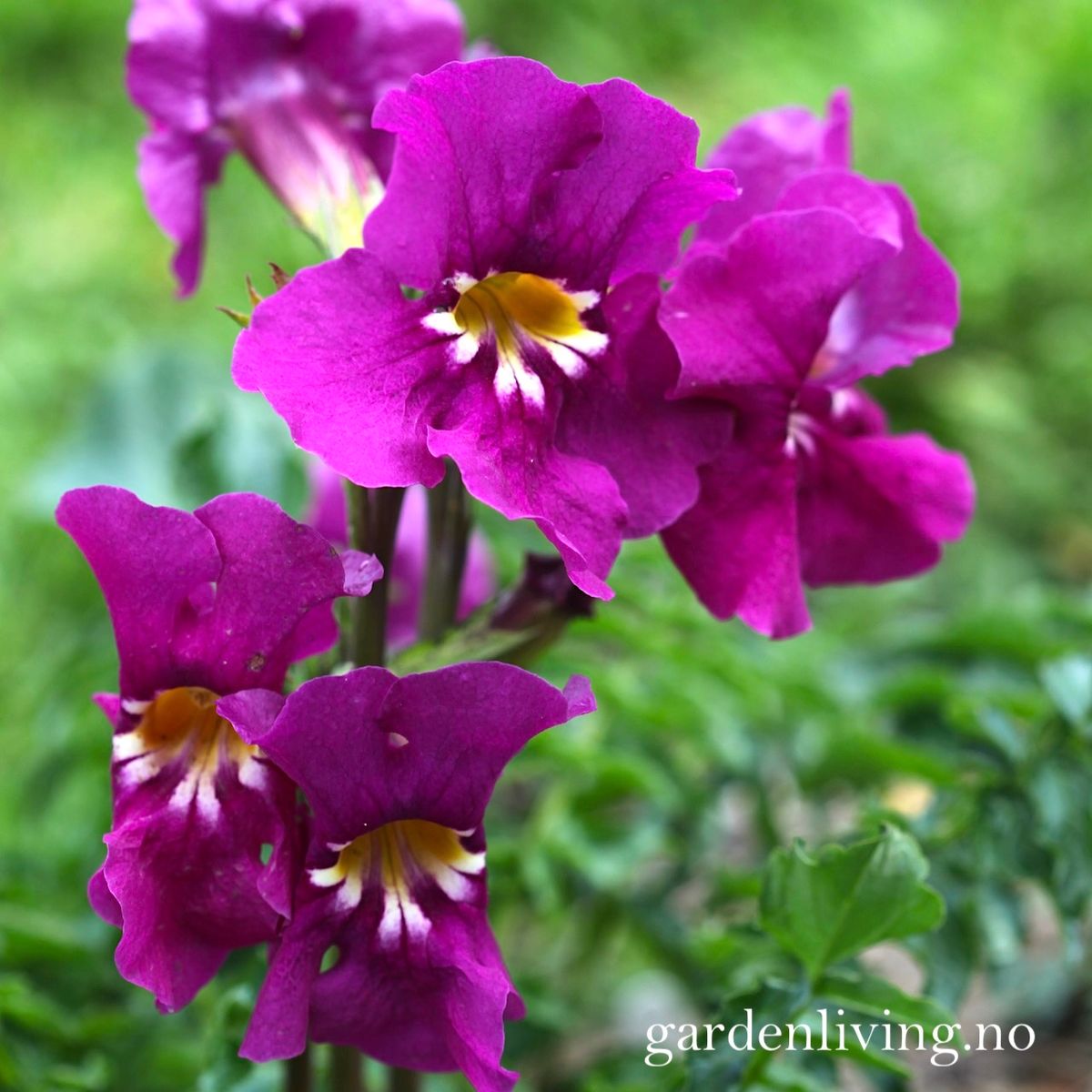 Incarvillea zhongdianensis