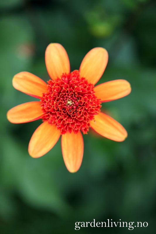 Georgine 'Josie - Dahlia x cultorum, 1 stk.