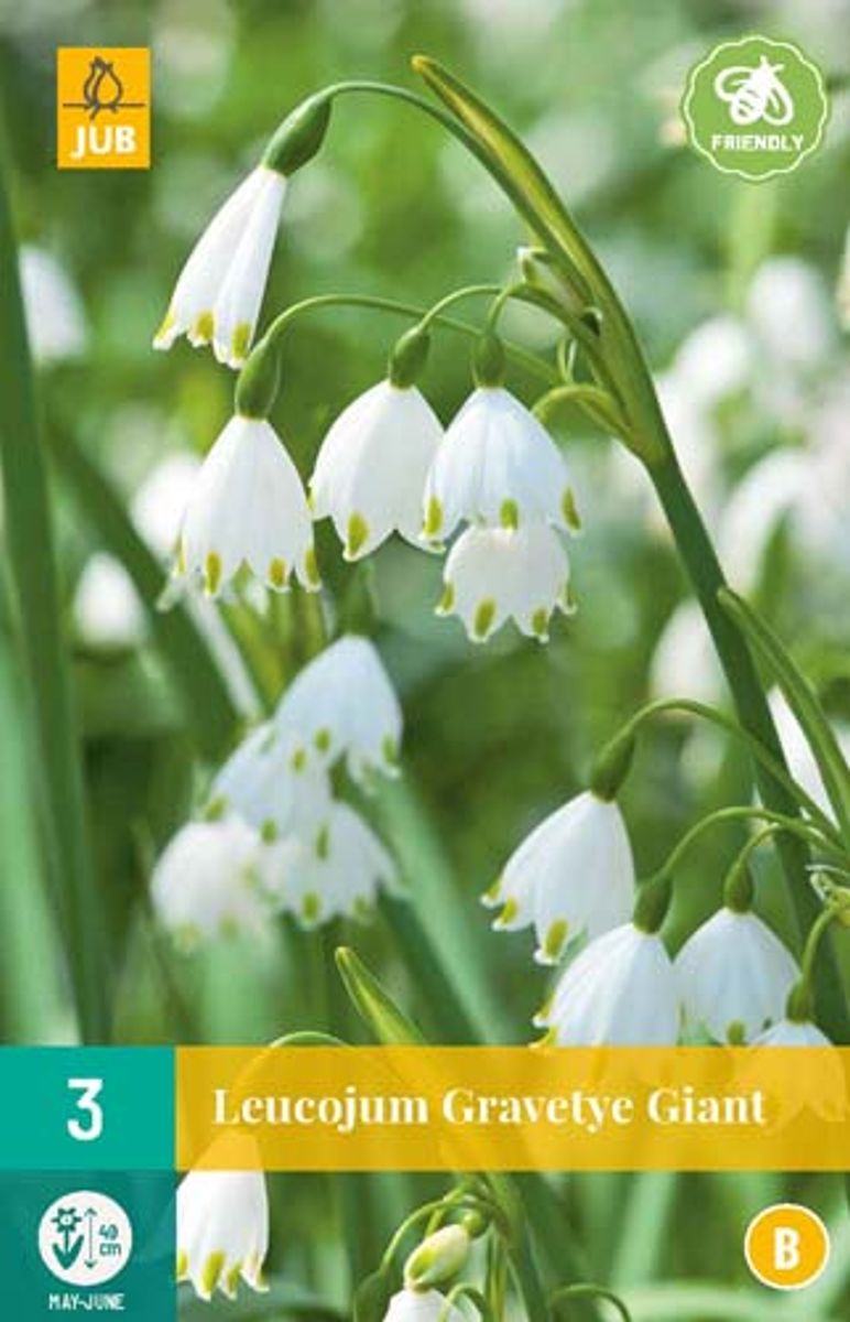 Jonsokklosterklokke 'Gravetye Giant' - Leucojum aestivum - 3 st