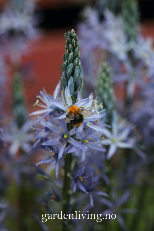 Bjørnestjerne 'Blue Candle’ - Camassia lei. - 1 stk