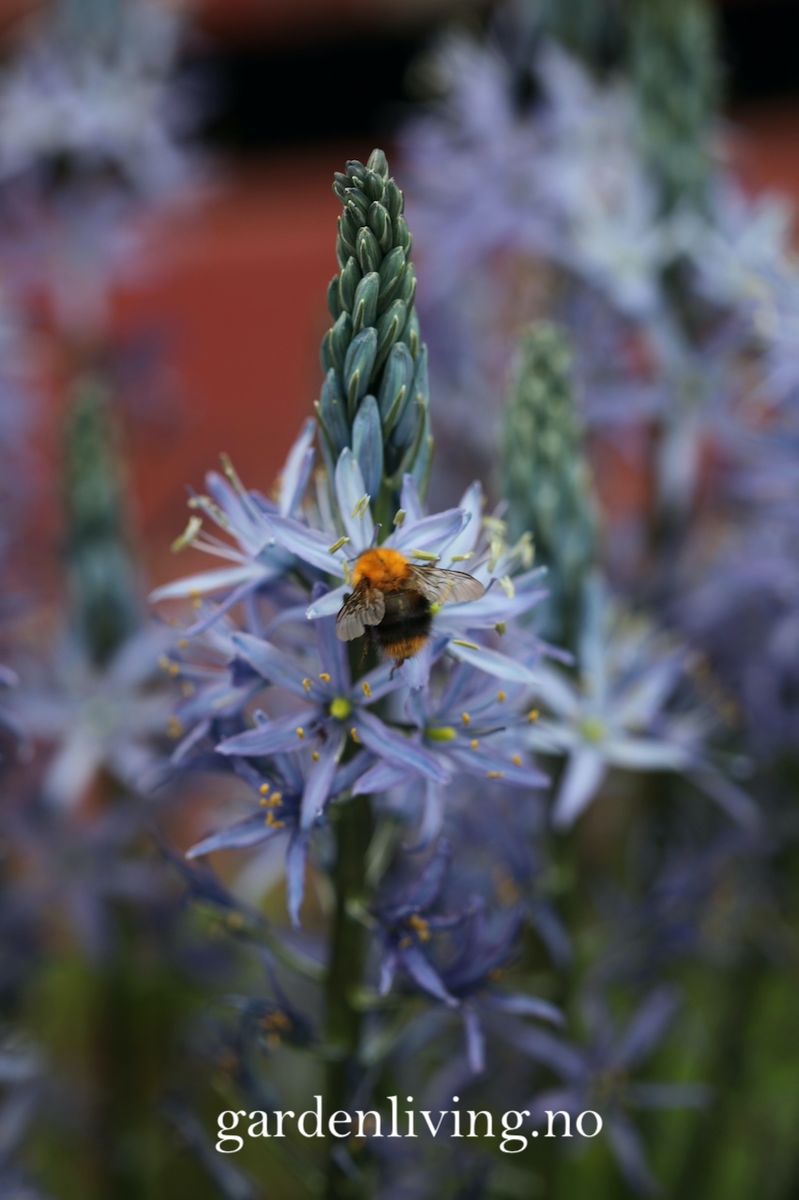 Bjørnestjerne 'Blue Candle’ - Camassia lei. - 1 stk