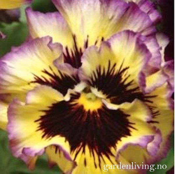 Hovedbilde Stemorsblomst 'Frizzle Sizzle Lemonberry' - Viola ...