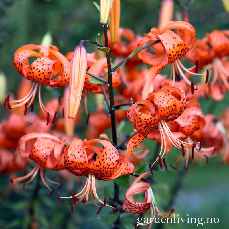 Tigerlilje - Lilium lancifolium - 2 stk