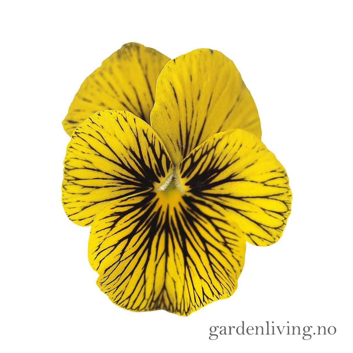 Stemorsblomst 'Sorbet Tiger Eye', småbl.  - Viola x williamsii