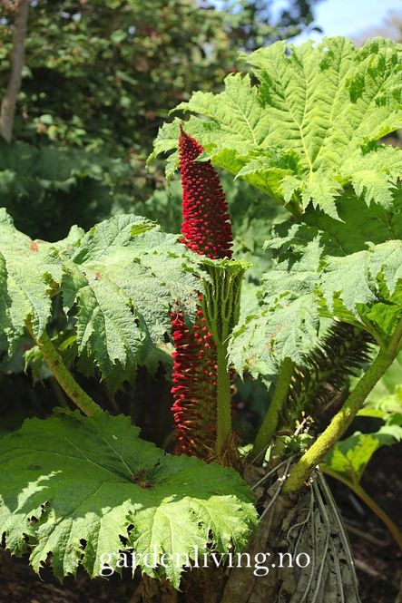 Hovedbilde Gunnera manicata