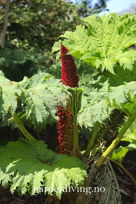 Gunnera manicata