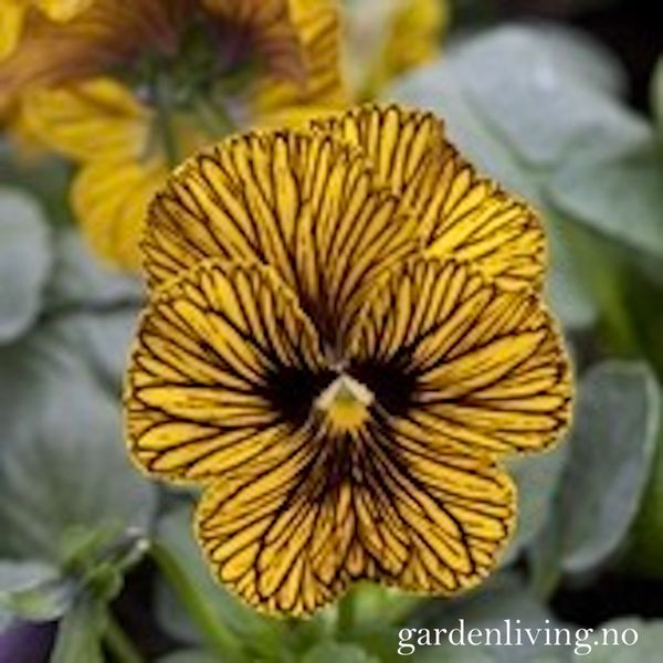 Hovedbilde Stemorsblomst 'Tiger Eye Yellow', småbl.  - Viola x ...