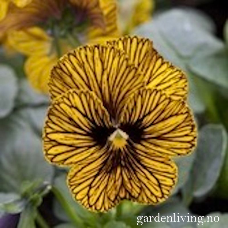 Stemorsblomst 'Tiger Eye Yellow', småbl.  - Viola x williamsii