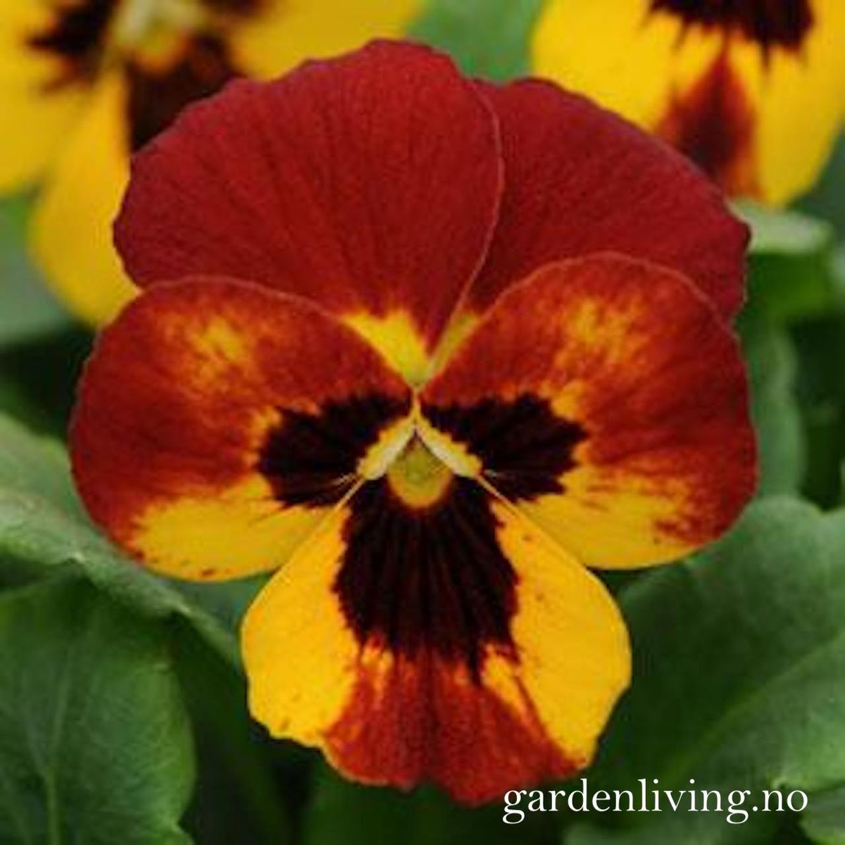 Stemorsblomst 'Sorbet Fire', småbl.  - Viola x williamsii
