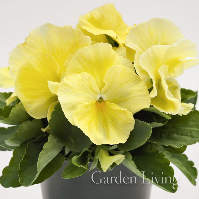 Stemorsblomst 'Inspire Lemon' F1 - Viola x wittrockiana