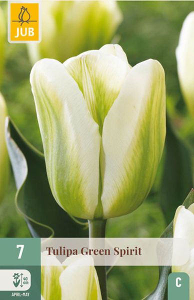 Hovedbilde Tulipan 'Green Spirit’, Viridifloragruppen - 7 stk