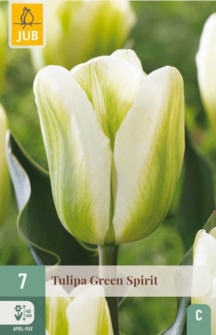 Hovedbilde Tulipan 'Green Spirit’, Viridifloragruppen - 7 stk