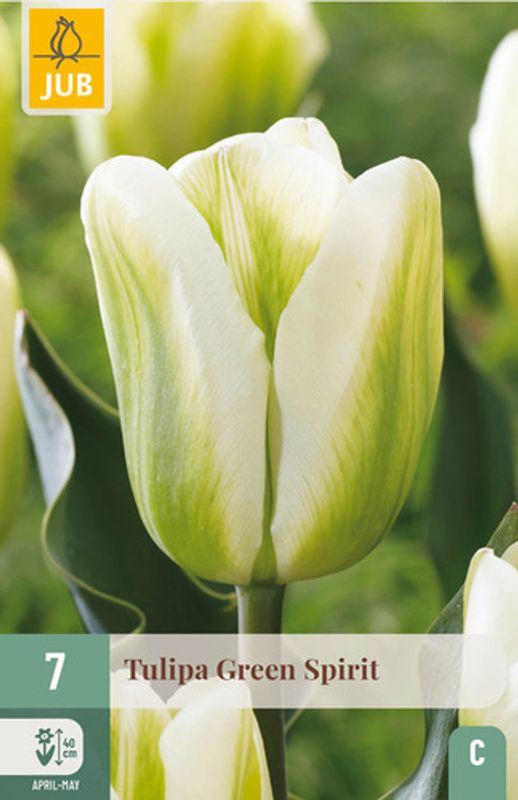 Tulipan 'Green Spirit’, Viridifloragruppen - 7 stk