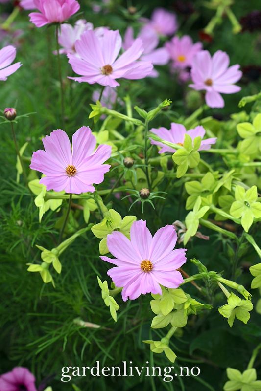 Prydtobakk 'Lime Green' - Nicotiana x sanderae