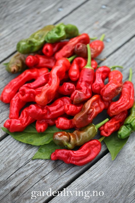 Chilipepper 'Peter Pepper Red'/'Penis Chili'- Capsicum annuum