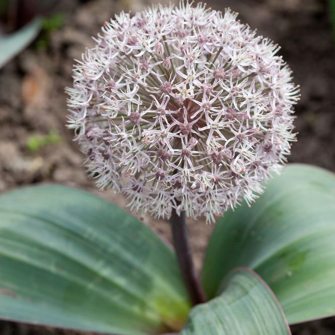 Hovedbilde Gråløk - Allium karataviense - 5 stk