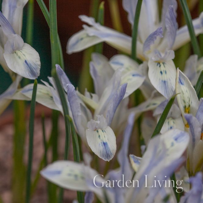 Hovedbilde Våriris 'Painted Lady' Iris reticulata - 10 stk