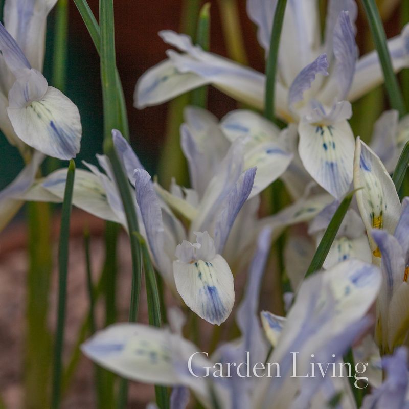 Våriris 'Painted Lady' Iris reticulata - 10 stk