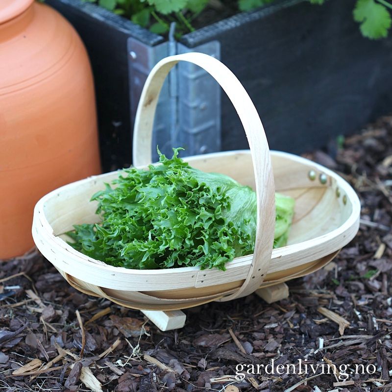 Sponkurv - Wodden trug, liten