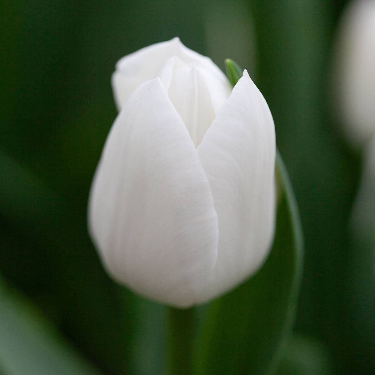 Tulipan 'Royal Virgin’, triumphtulipan - 10 stk