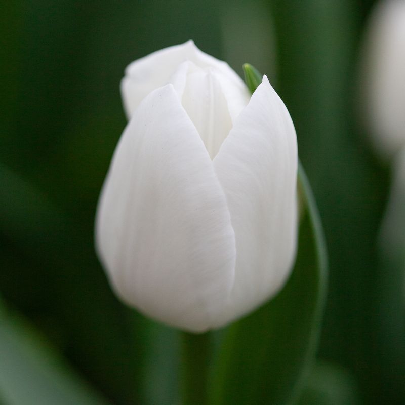 Tulipan 'Royal Virgin’, triumphtulipan - 10 stk