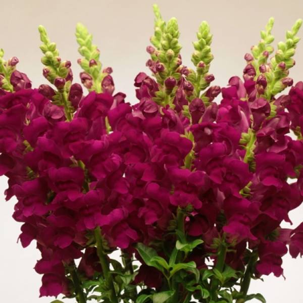 Hovedbilde Løvemunn 'Potomac Crimson' F1 - Antirrhinum majus