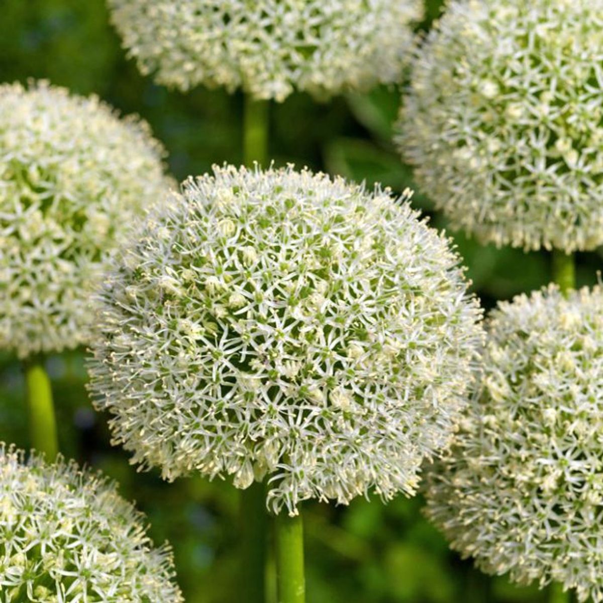 Skjeggløk 'White Giant' - Allium stipitatum, 3 stk