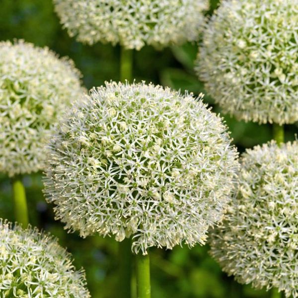 Hovedbilde Skjeggløk 'White Giant' - Allium stipitatum, 3 stk