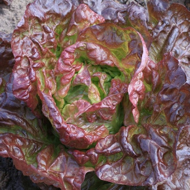 Hovedbilde Hodesalat 'Marvel of Four Seasons - Lactuca