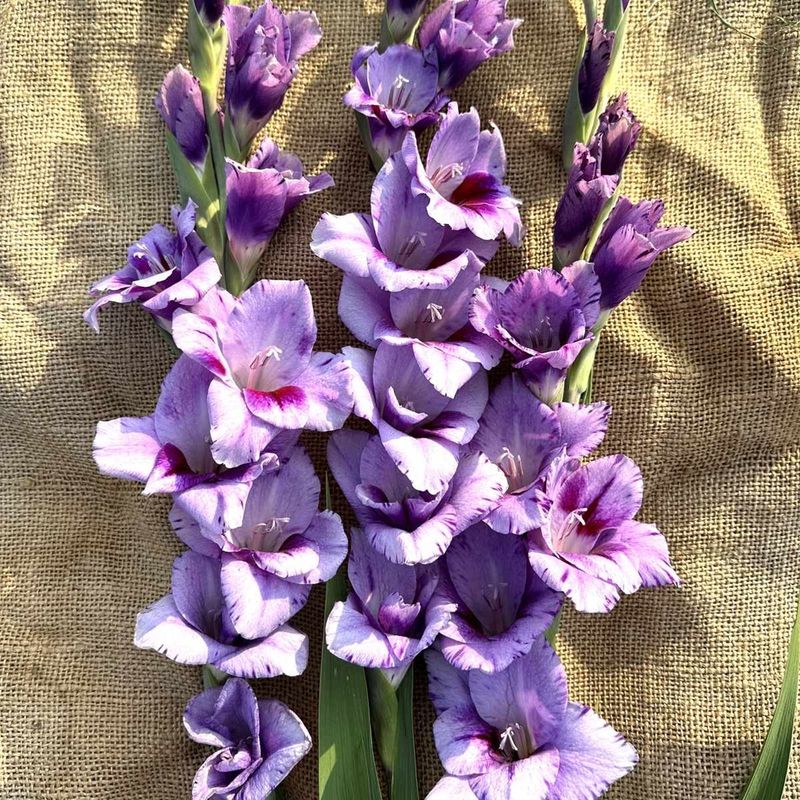 Gladiol 'Passos' - Gladiolus, 10 stk.