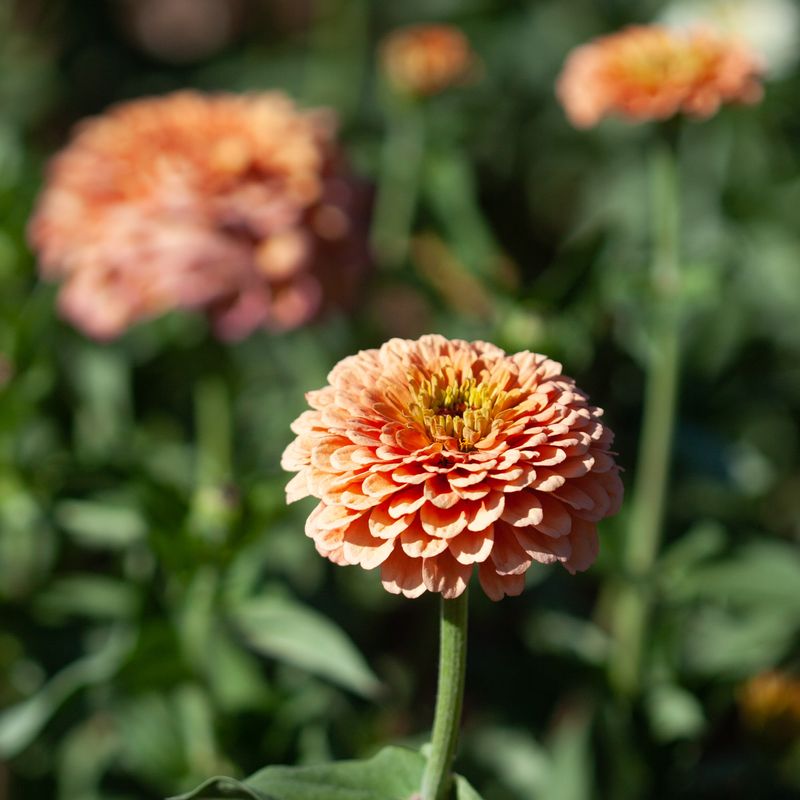 Sinnia 'Benary's Giant Salmon Rose' - Zinnia elegans