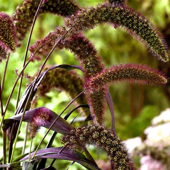 Hovedbilde Storbusthirse 'Red Jewel’ - Setaria italica