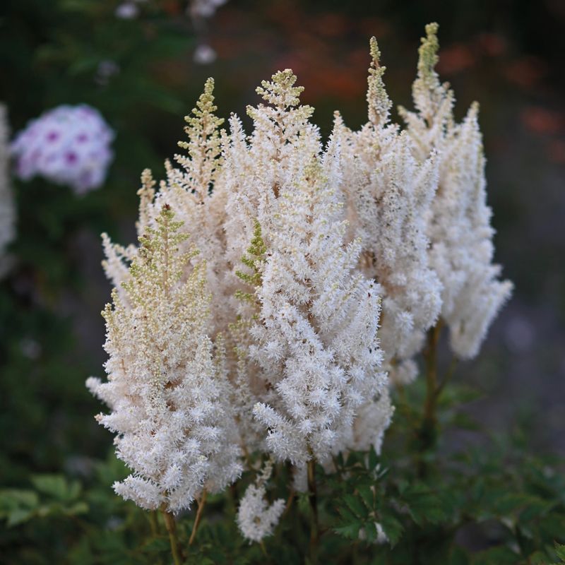 Kinaspir 'You and Me Together' ® - Astilbe chinensis 