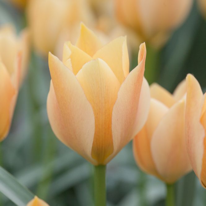 Hovedbilde Lintulipan 'Bright Gem' - Tulipa linifolia syn. batalinii - ...