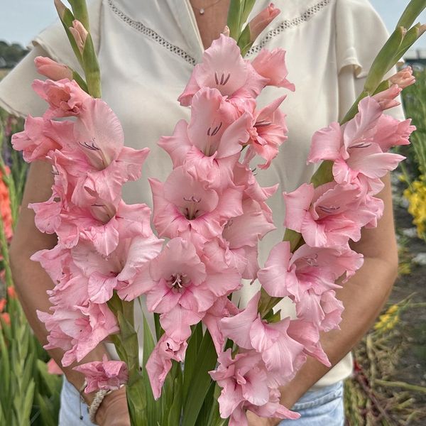 Hovedbilde Gladiol 'Adrenalin' - Gladiolus, 10 stk.
