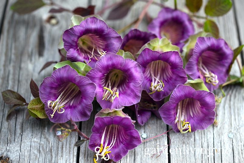 Klokkeranke - Cobaea scandens