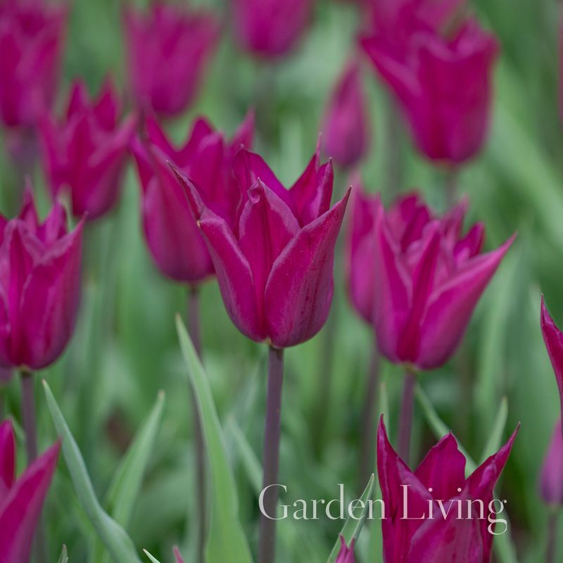 Tulipan 'Purple Heart', Liljeblomstrende - 6 stk