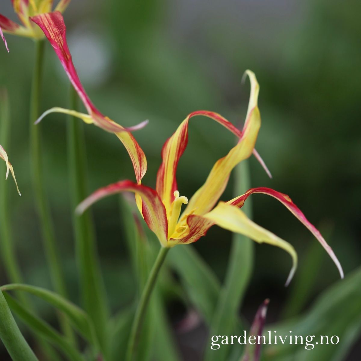 Tulipa acuminata - 1 stk 