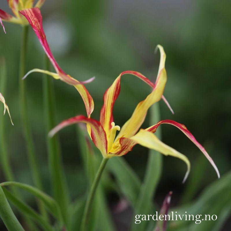 Tulipa acuminata - 1 stk 