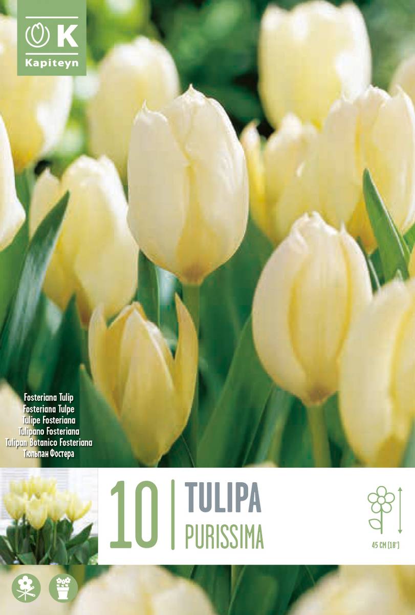 Tulipan 'Purissima', triumphtulipan - 10 stk