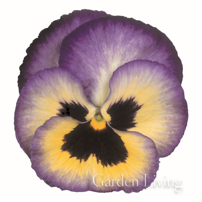 Hovedbilde Stemorsblomst 'Pax Blueberry' F1 - Viola x wittrockiana