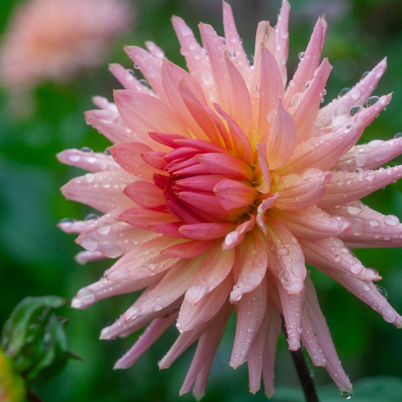 Georgine 'Preference' - Dahlia x cultorum, 1 stk.