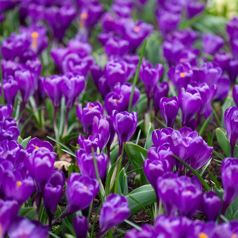 Storblomstret krokus 'Flower Record' - Crocus - 10 stk