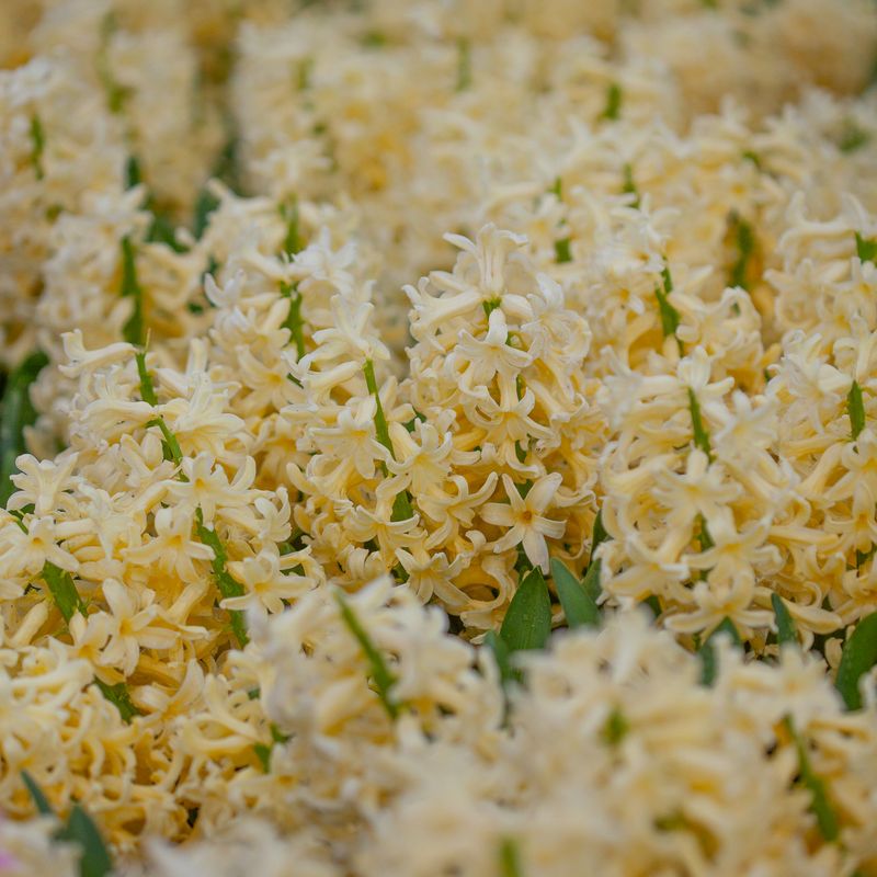 Svibel 'Yellowstone' - Hyacinthus - 5 stk