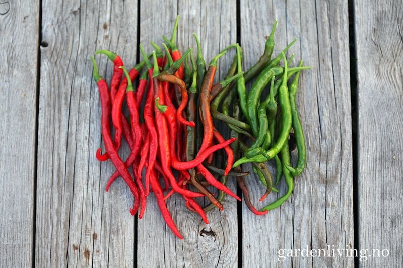 Chilipepper 'Cabe Keriting' - Capsicum annuum