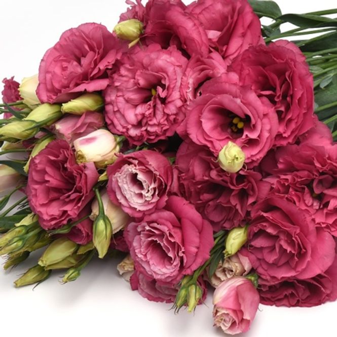 Hovedbilde Lisianthus 'Can Can Carmine Rose' F1 - Eustomia grandiflora