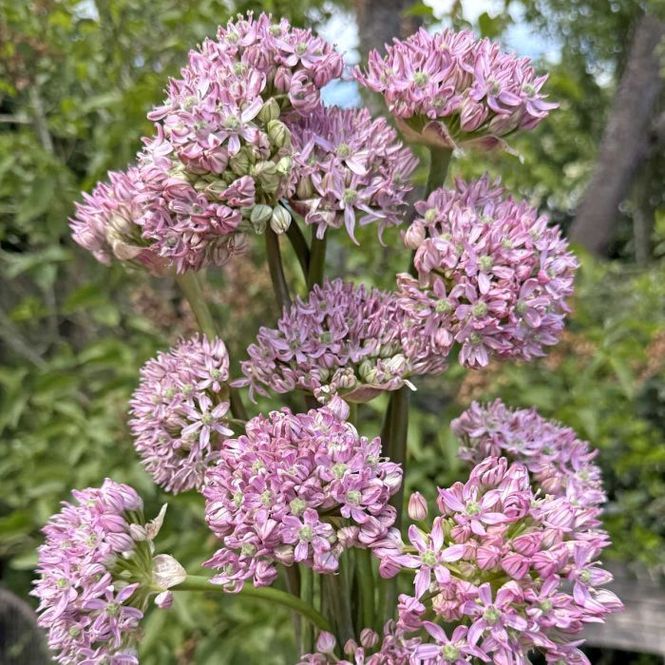 Hovedbilde Prydløk 'Pink Jewel' - 3 stk