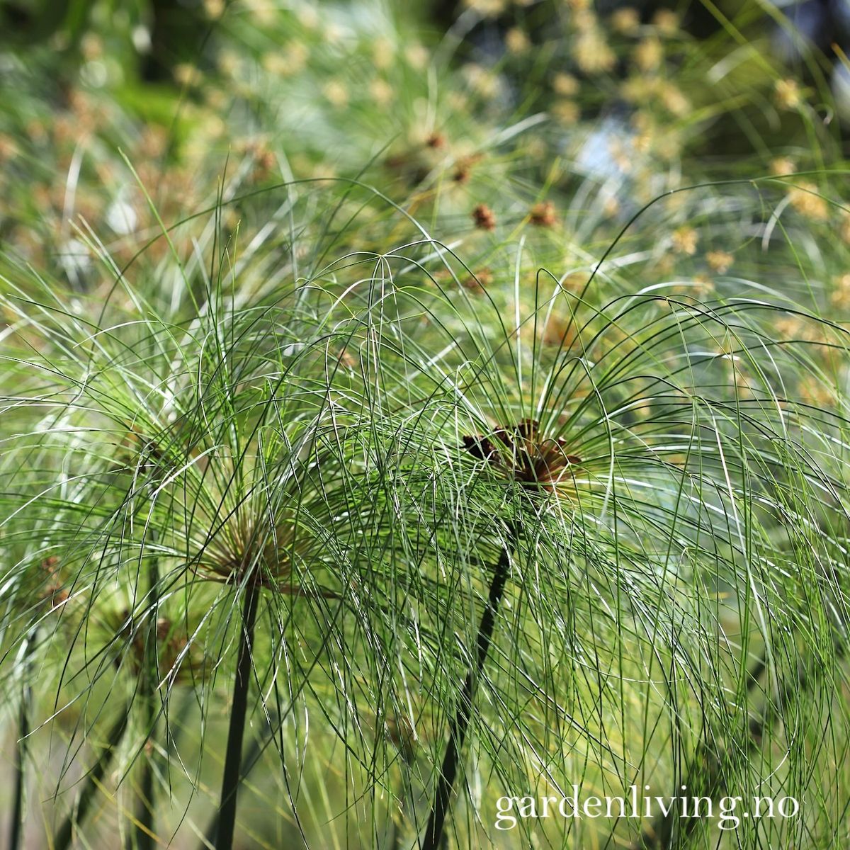 Papyrus - Cyperus papyrus